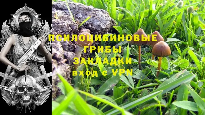 Псилоцибиновые грибы Psilocybe  блэк спрут вход  Белая Калитва 